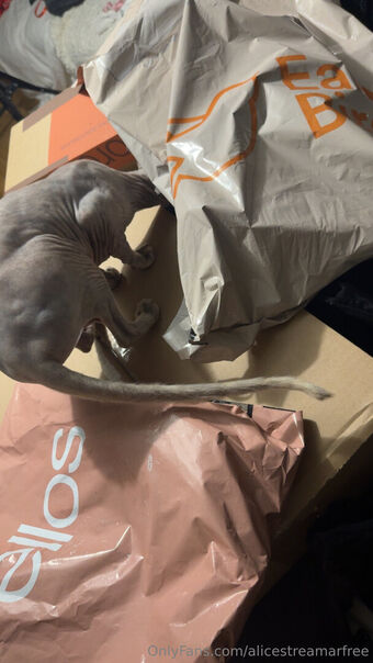 alicestreamarfree Голи Изтичания OnlyFans Снимки 4