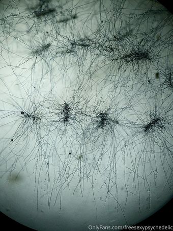 freesexypsychedelic