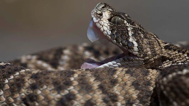 Venomous